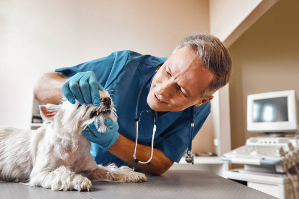 Best Emergency Root Canal Treatment in Houston, PA